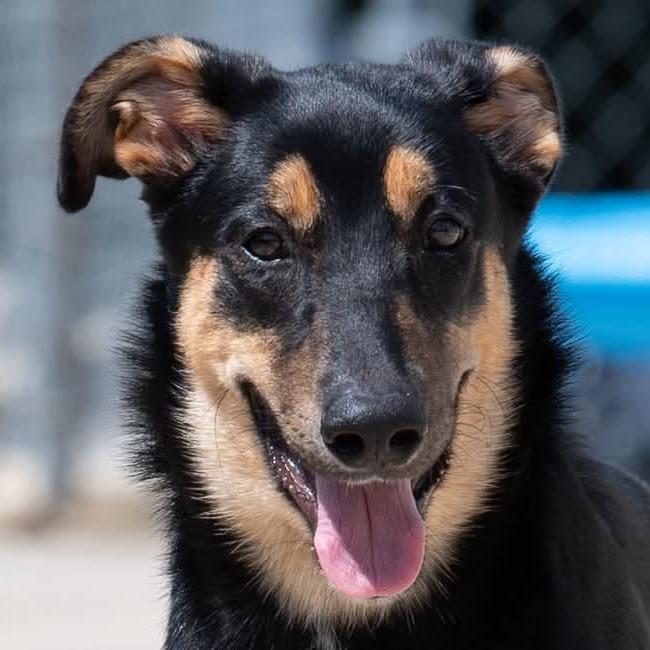 Enlarge Tinkerbell 22877, a Adoptable Shepherd in Minneapolis, MN image 2/5