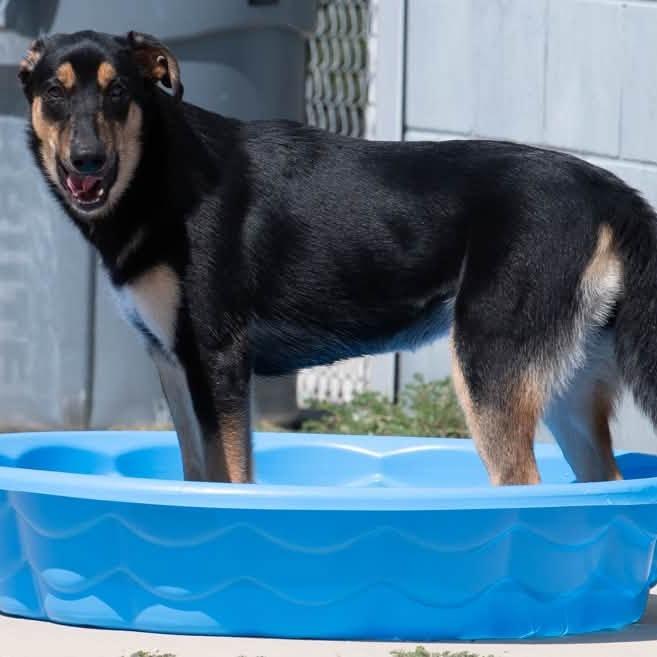 Enlarge Tinkerbell 22877, a Adoptable Shepherd in Minneapolis, MN image 3/5