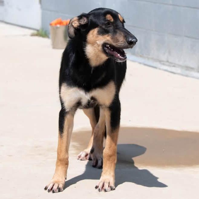 Enlarge Tinkerbell 22877, a Adoptable Shepherd in Minneapolis, MN image 4/5
