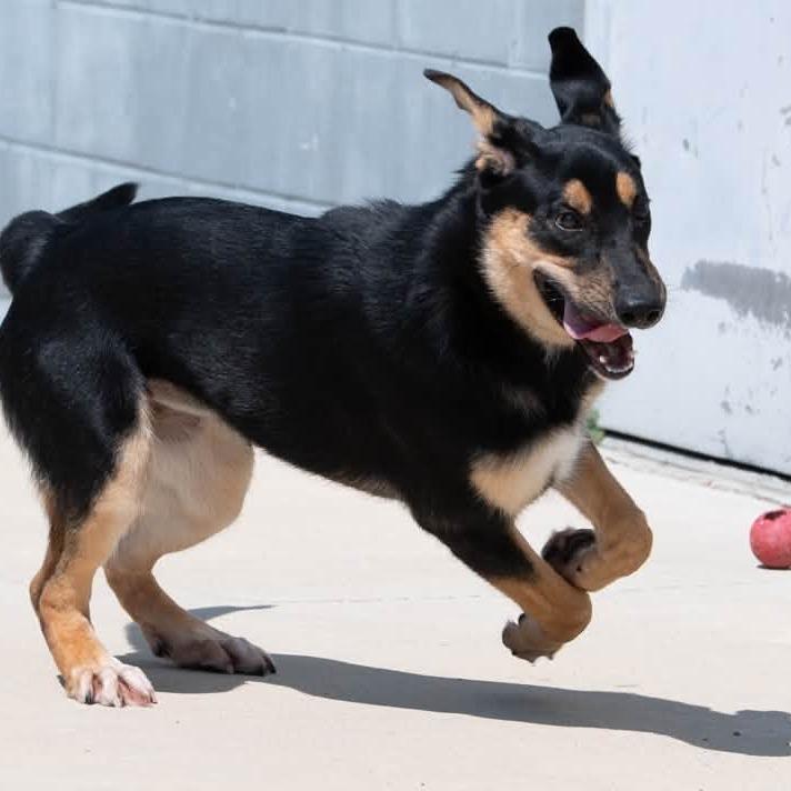 Enlarge Tinkerbell 22877, a Adoptable Shepherd in Minneapolis, MN image 5/5