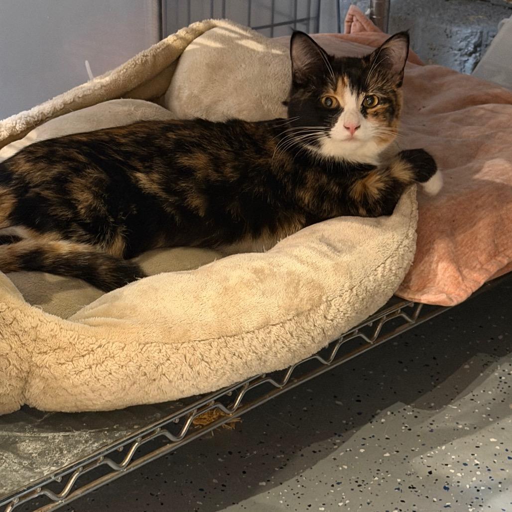 Felicity , adopted, Kitten Female Calico.