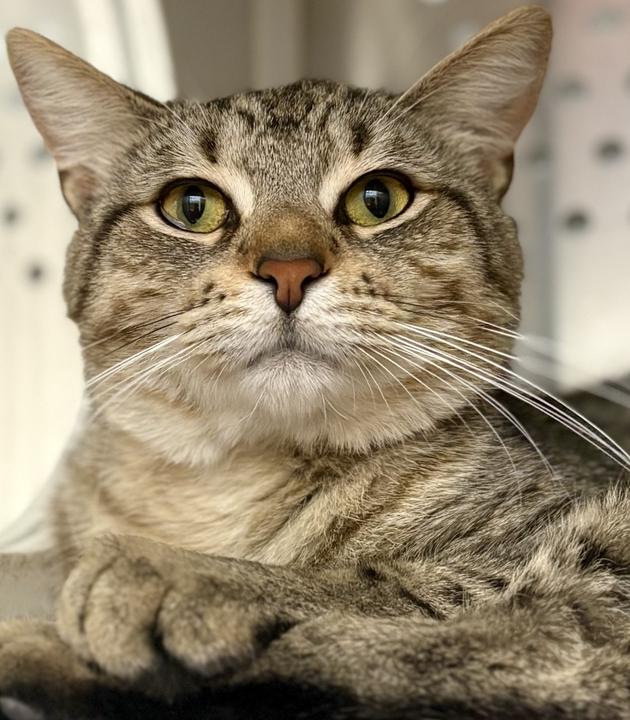 Simon, ADOPTABLE, Young Male Domestic Short Hair.