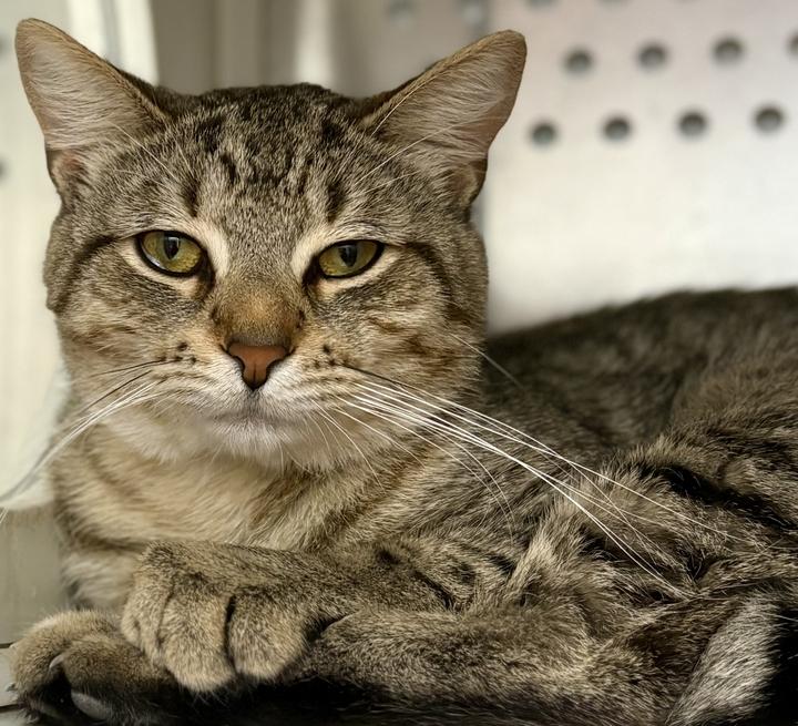 Enlarge Simon, a ADOPTABLE Domestic Short Hair in Jackson, MI image 2/3