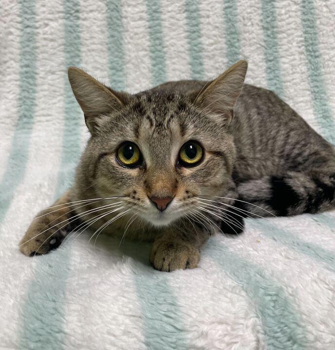 Simon, a ADOPTABLE Domestic Short Hair in Jackson, MI image 2/3