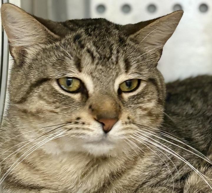 Enlarge Simon, a ADOPTABLE Domestic Short Hair in Jackson, MI image 3/3