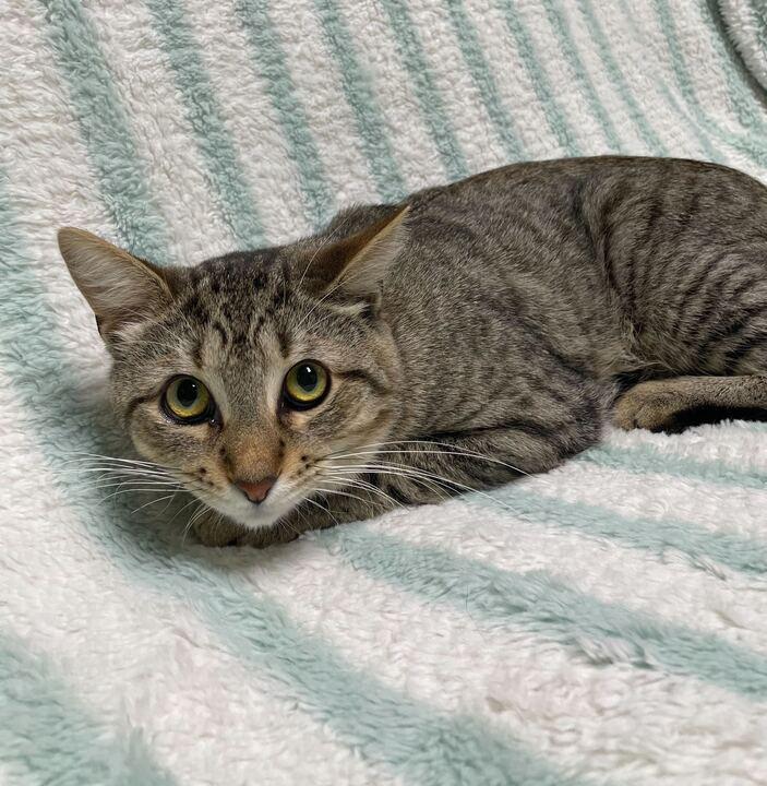 Simon, a ADOPTABLE Domestic Short Hair in Jackson, MI image 3/3