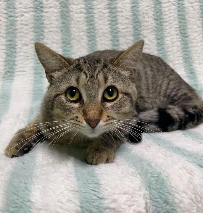 Simon, ADOPTABLE, Young Male Domestic Short Hair.