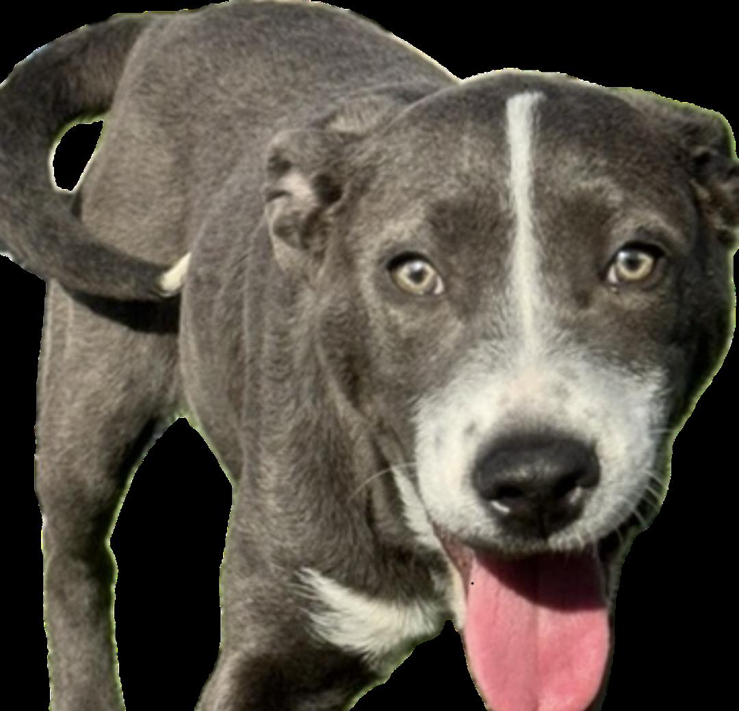 Jessie, ADOPTABLE, Young Female Labrador Retriever.