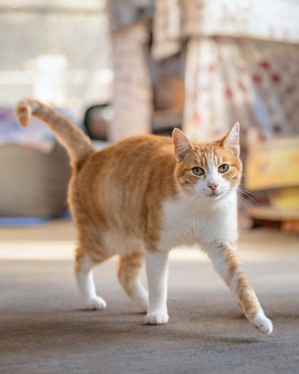 Enlarge Vino, a Adoptable Domestic Short Hair in El Dorado Hills, CA image 1/3