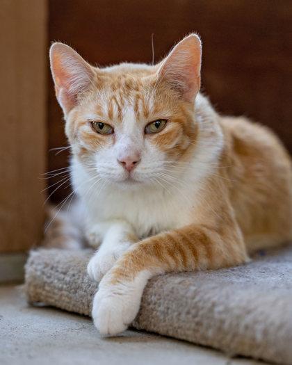 Enlarge Vino, a Adoptable Domestic Short Hair in El Dorado Hills, CA image 2/3