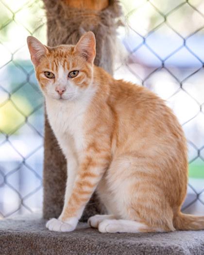 Enlarge Vino, a Adoptable Domestic Short Hair in El Dorado Hills, CA image 2/2