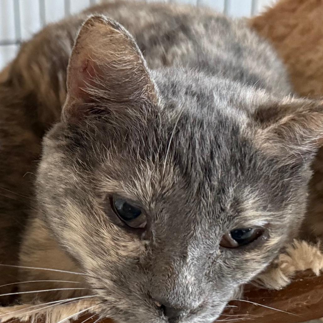 Patty, Adoptable, Senior Female Domestic Short Hair.