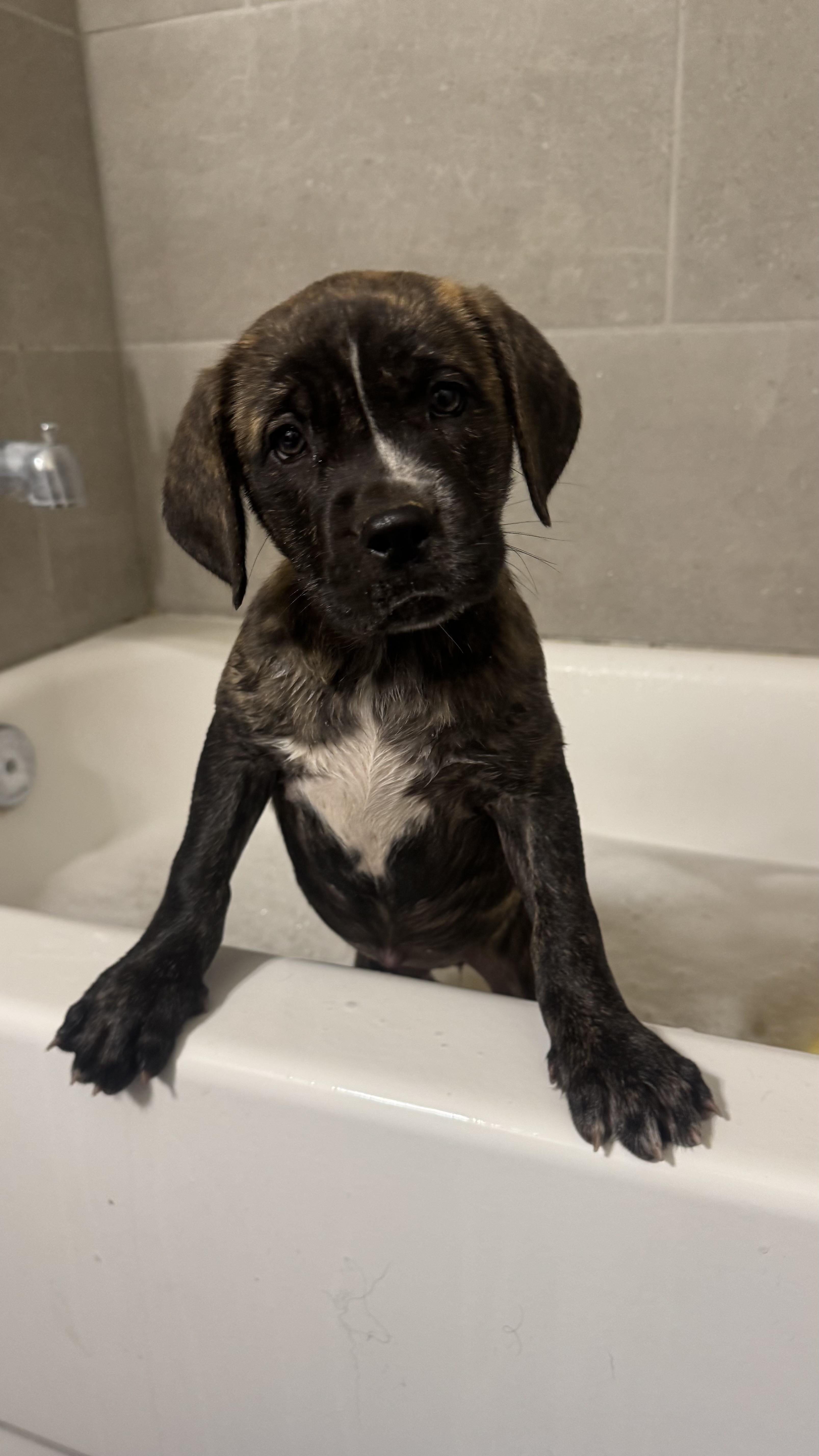 Biscuit, Adoptable, Puppy Female Mixed Breed.