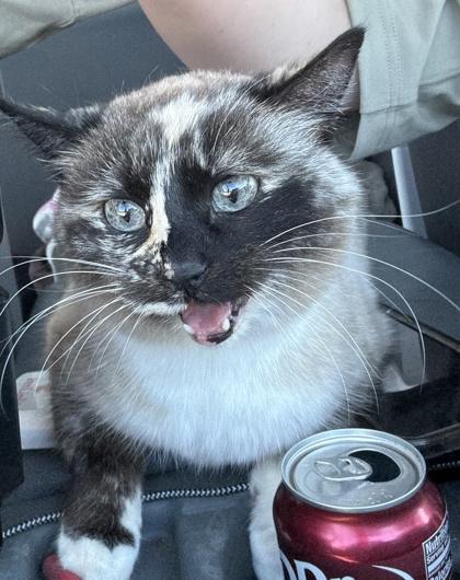 Bambi, ADOPTABLE, Adult Female Siamese.