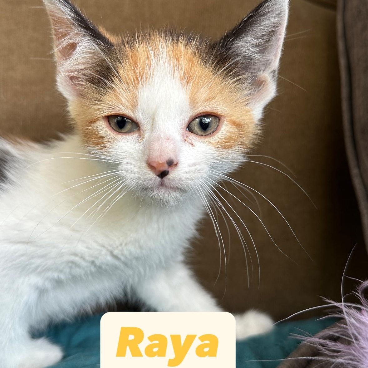 R Kittens Rumi Raya Roman Rosalie & Ripley photo 4
