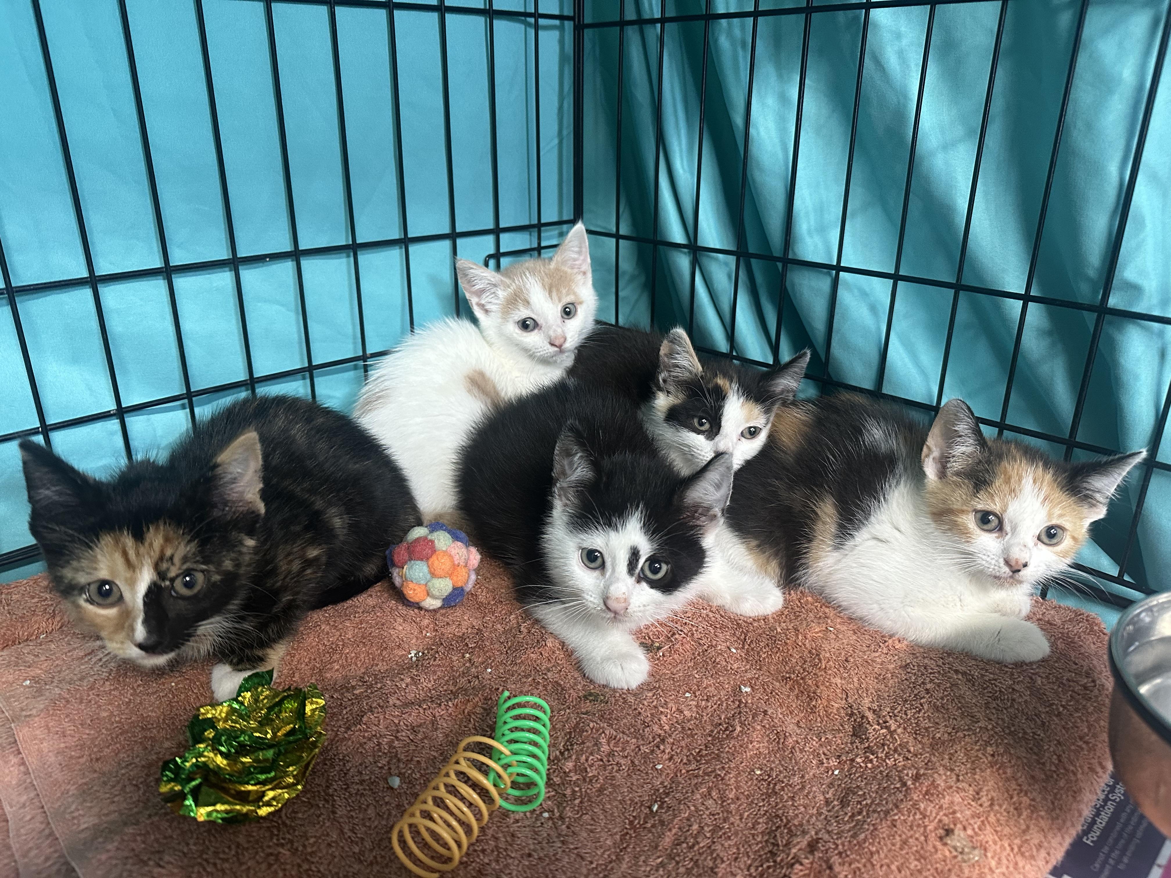 R Kittens Rumi Raya Roman Rosalie & Ripley, Baby Male Domestic Short Hair