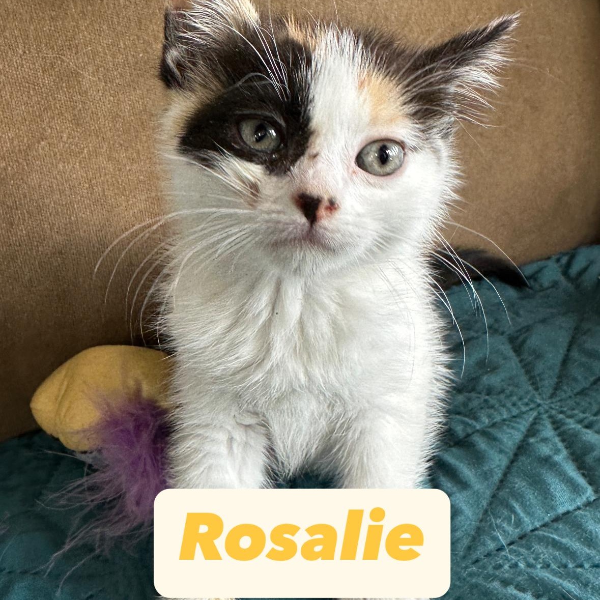 R Kittens Rumi Raya Roman Rosalie & Ripley photo 5