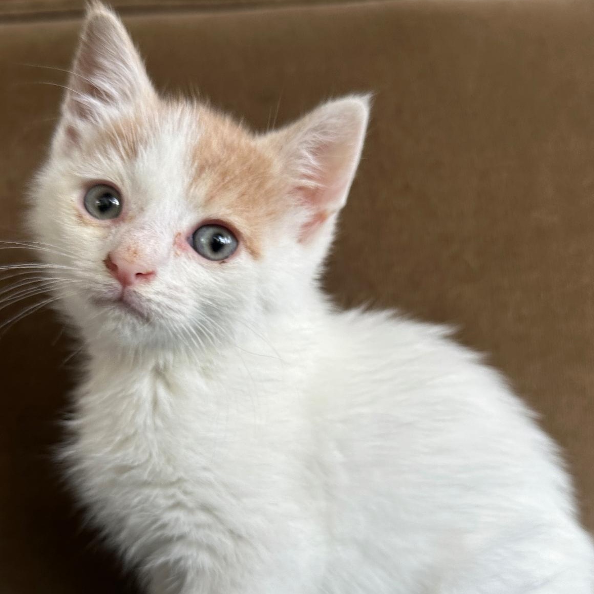 R Kittens Rumi Raya Roman Rosalie & Ripley photo 6