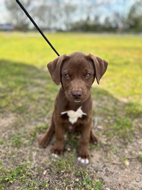 Enlarge Justin, a Adoptable mixed breed in Aiken, SC image 1/6