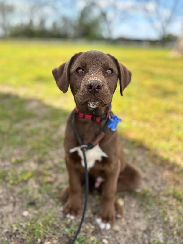 Enlarge Justin, a Adoptable mixed breed in Aiken, SC image 2/6