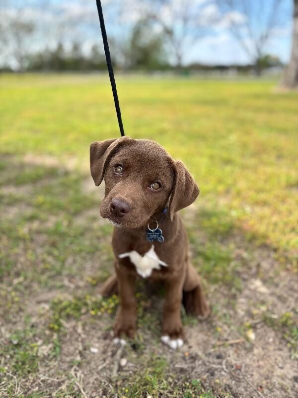 Enlarge Justin, a Adoptable mixed breed in Aiken, SC image 3/6
