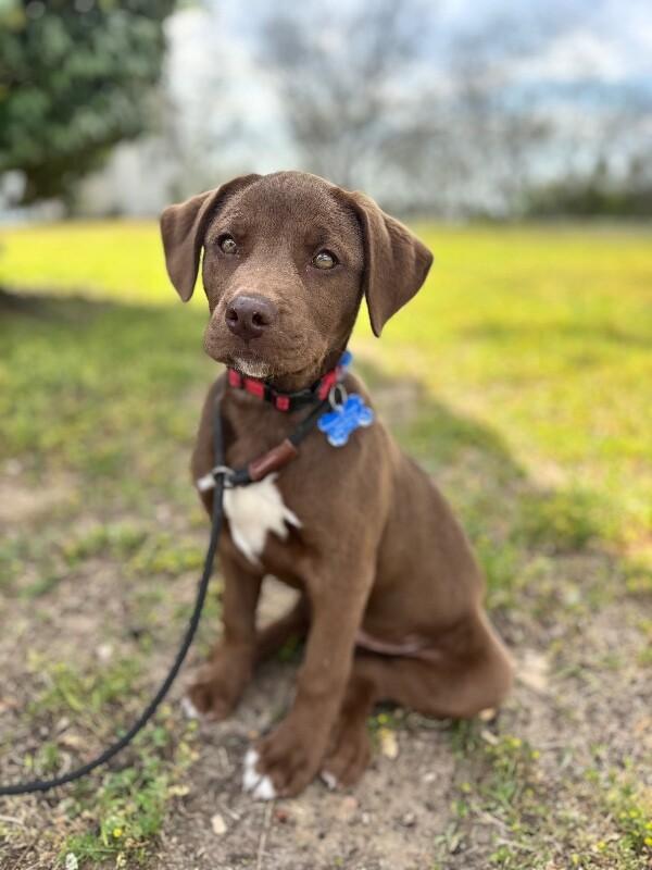 Enlarge Justin, a Adoptable mixed breed in Aiken, SC image 4/6