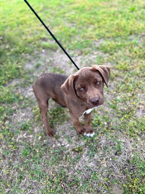 Enlarge Justin, a Adoptable mixed breed in Aiken, SC image 5/6