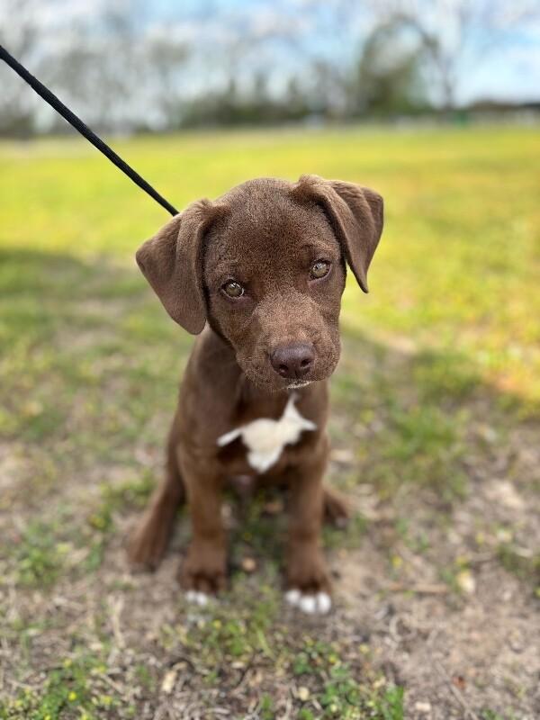 Enlarge Justin, a Adoptable mixed breed in Aiken, SC image 6/6