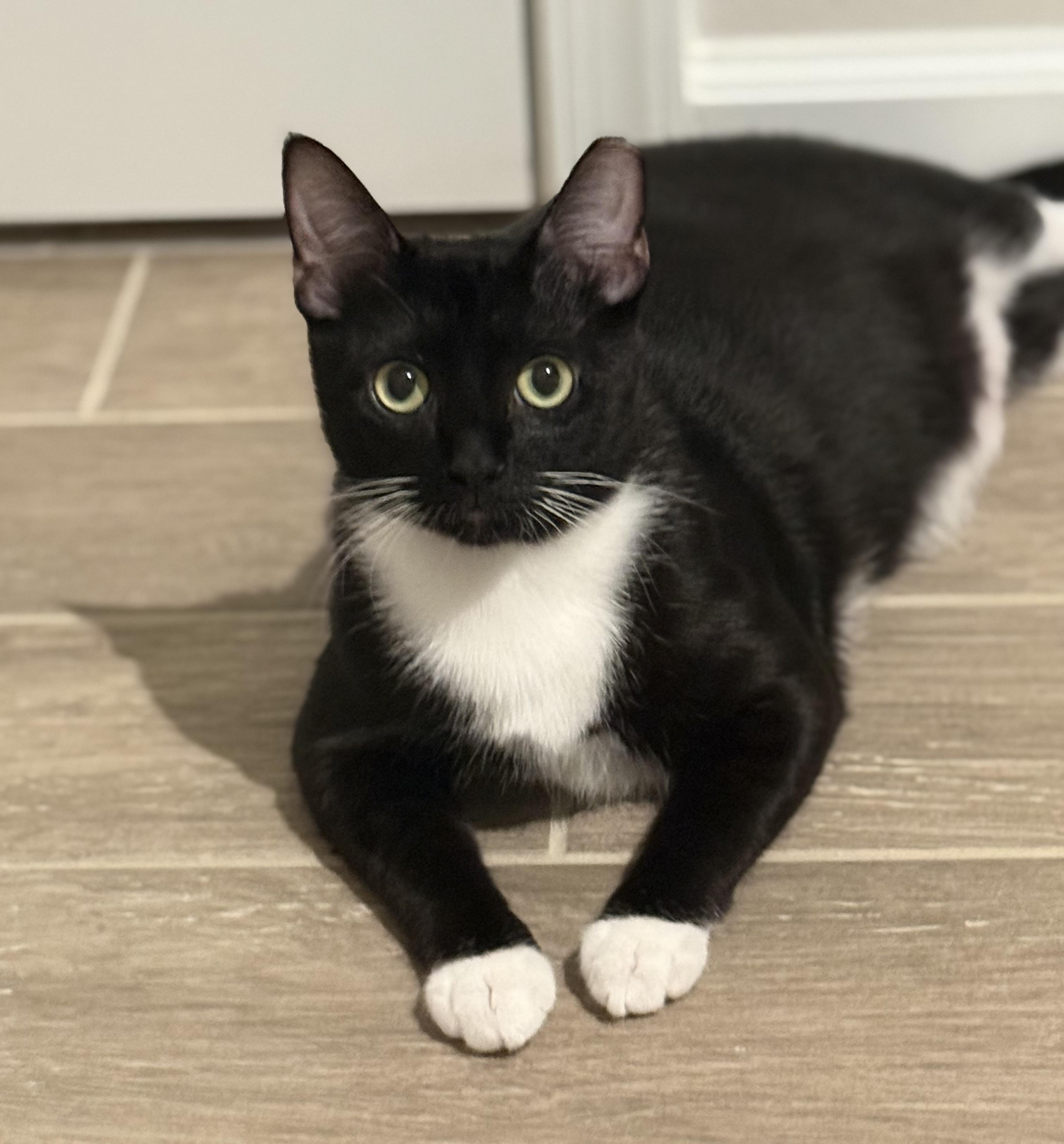 Kevin, Adoptable, Kitten Male American Shorthair & Bombay.