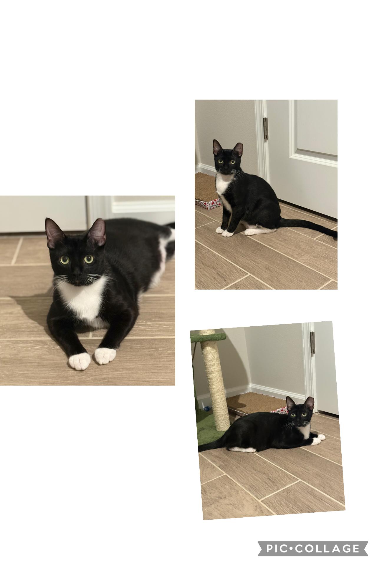 Enlarge Kevin, a Adoptable mixed breed in Kissimmee, FL image 2/4