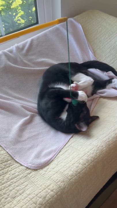 Enlarge Kevin, a Adoptable mixed breed in Kissimmee, FL video 3/4