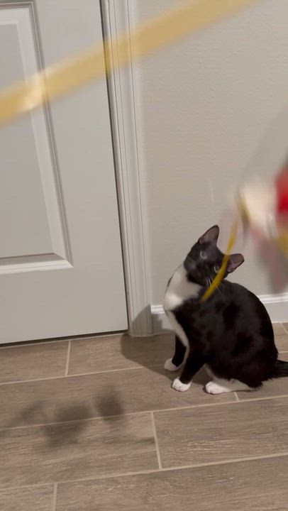 Enlarge Kevin, a Adoptable mixed breed in Kissimmee, FL video 4/4