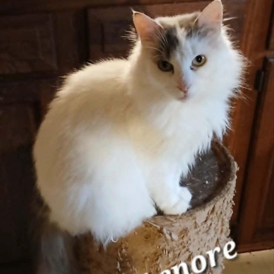 Lenore, Adoptable, Adult Female Domestic Long Hair.