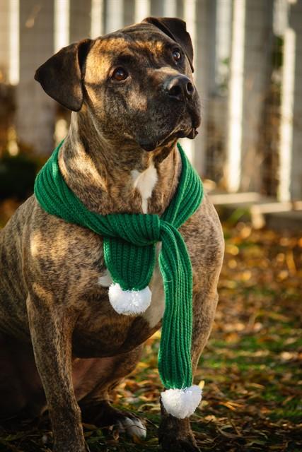 Enlarge BUBBA, a Adoptable Pit Bull Terrier in Fremont, CA image 1/1