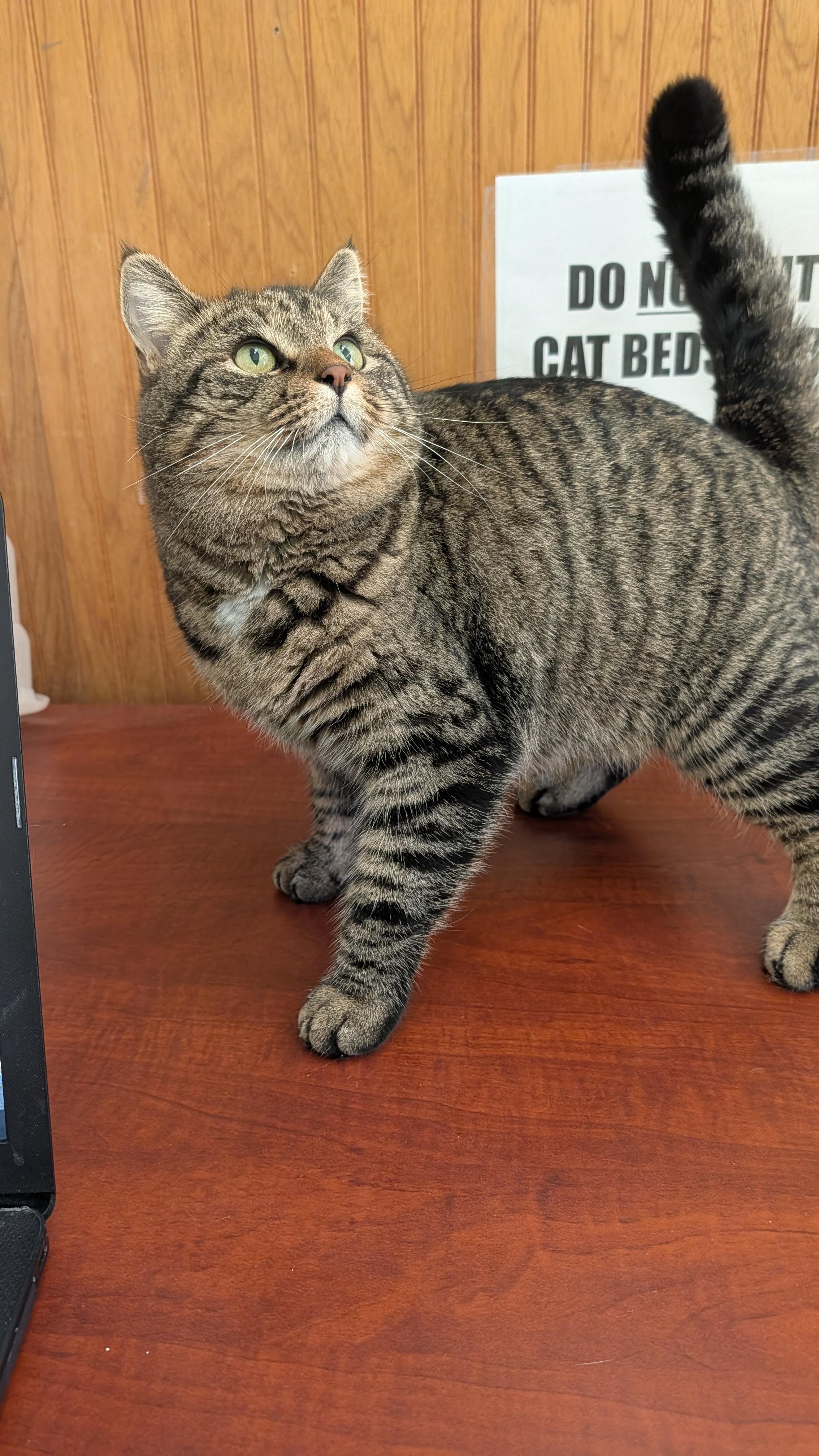 Enlarge Bethany, a ADOPTABLE Tabby in Quincy, CA image 2/3