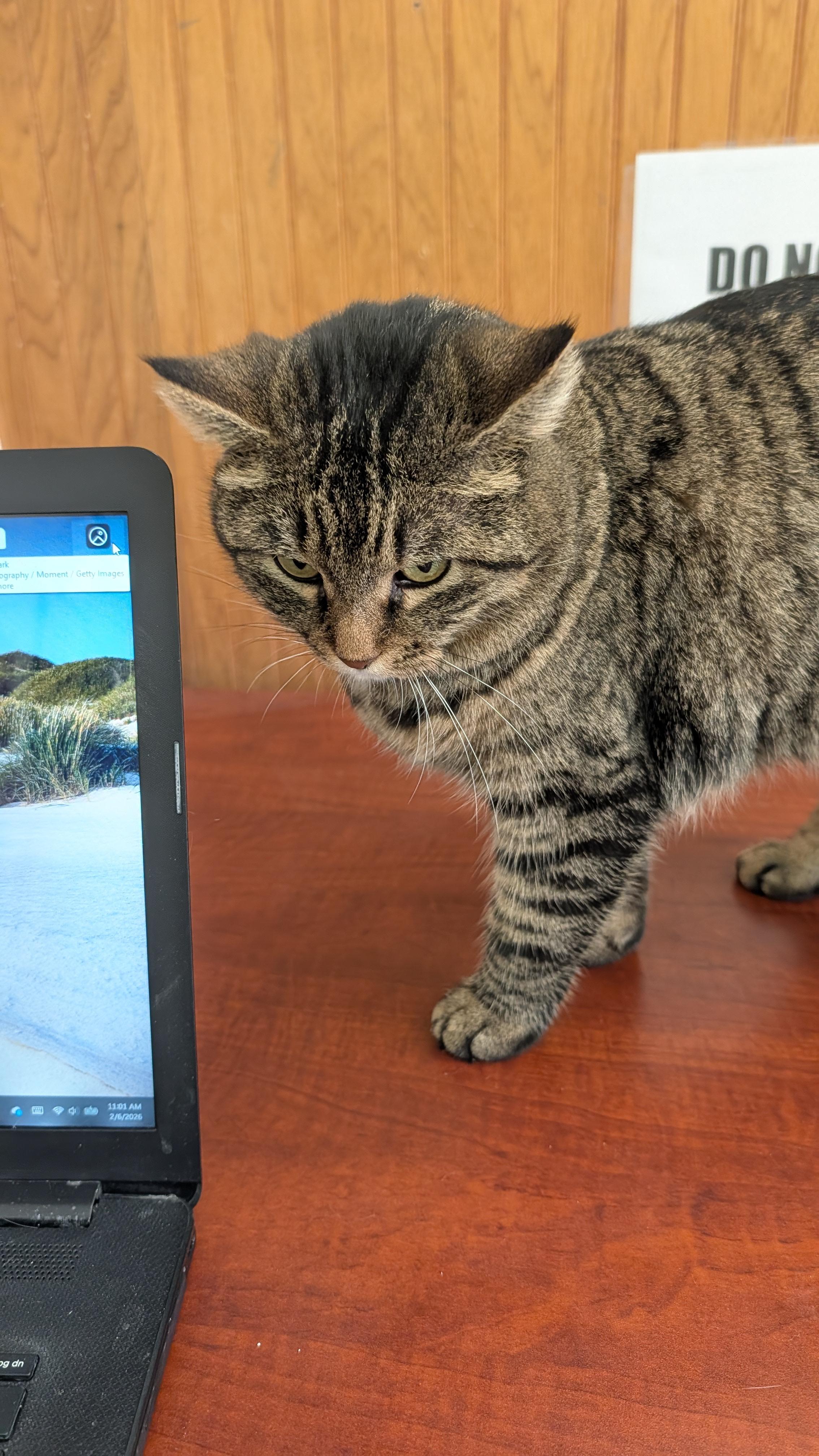 Enlarge Bethany, a ADOPTABLE Tabby in Quincy, CA image 3/3