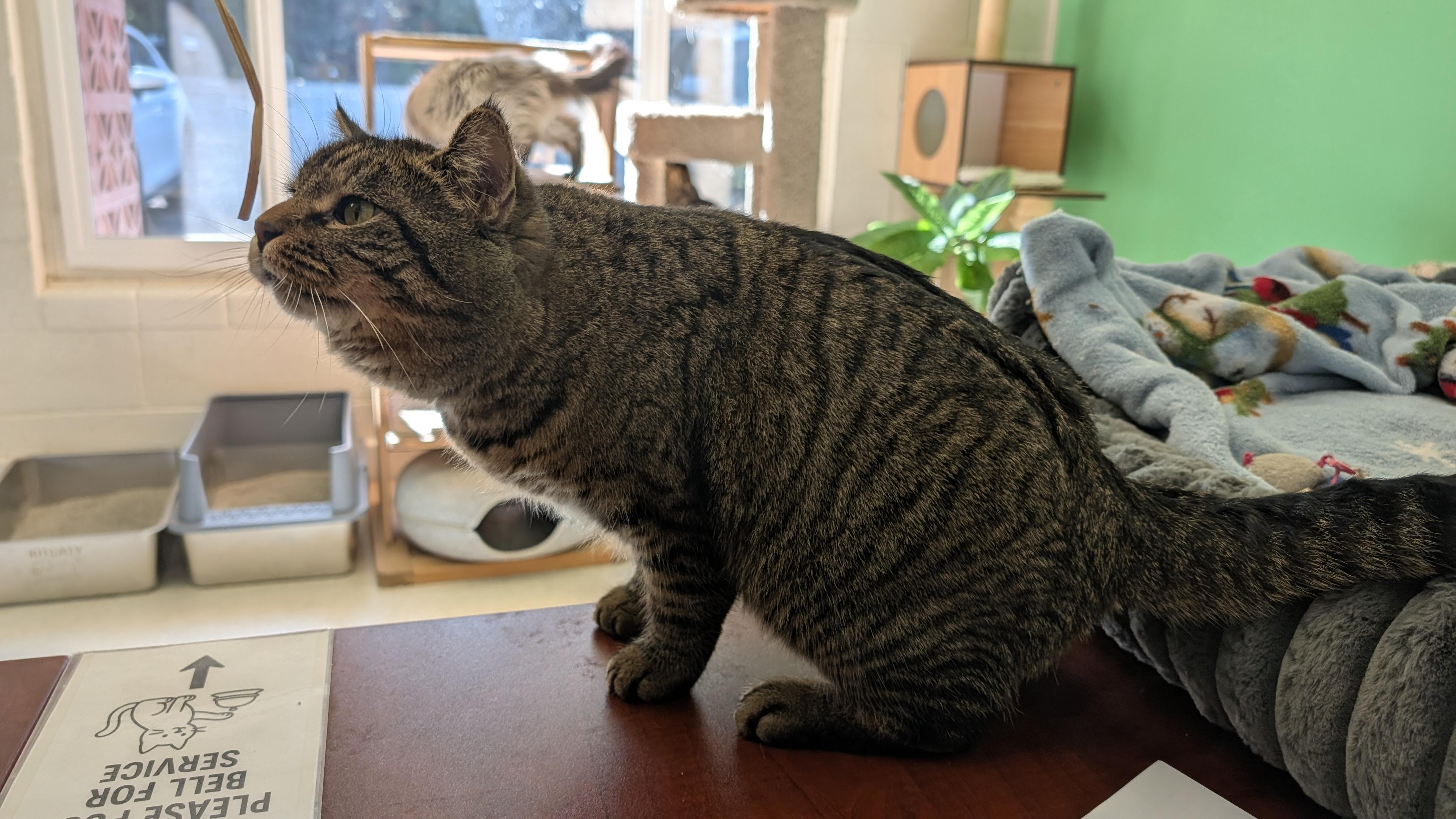 Enlarge Bethany, a ADOPTABLE Tabby in Quincy, CA image 1/3