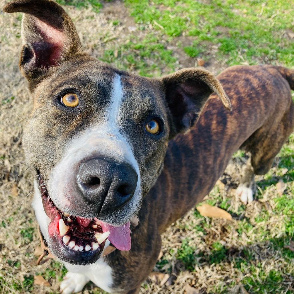 Pop-Tart, Adoptable, Adult Female Pit Bull Terrier.