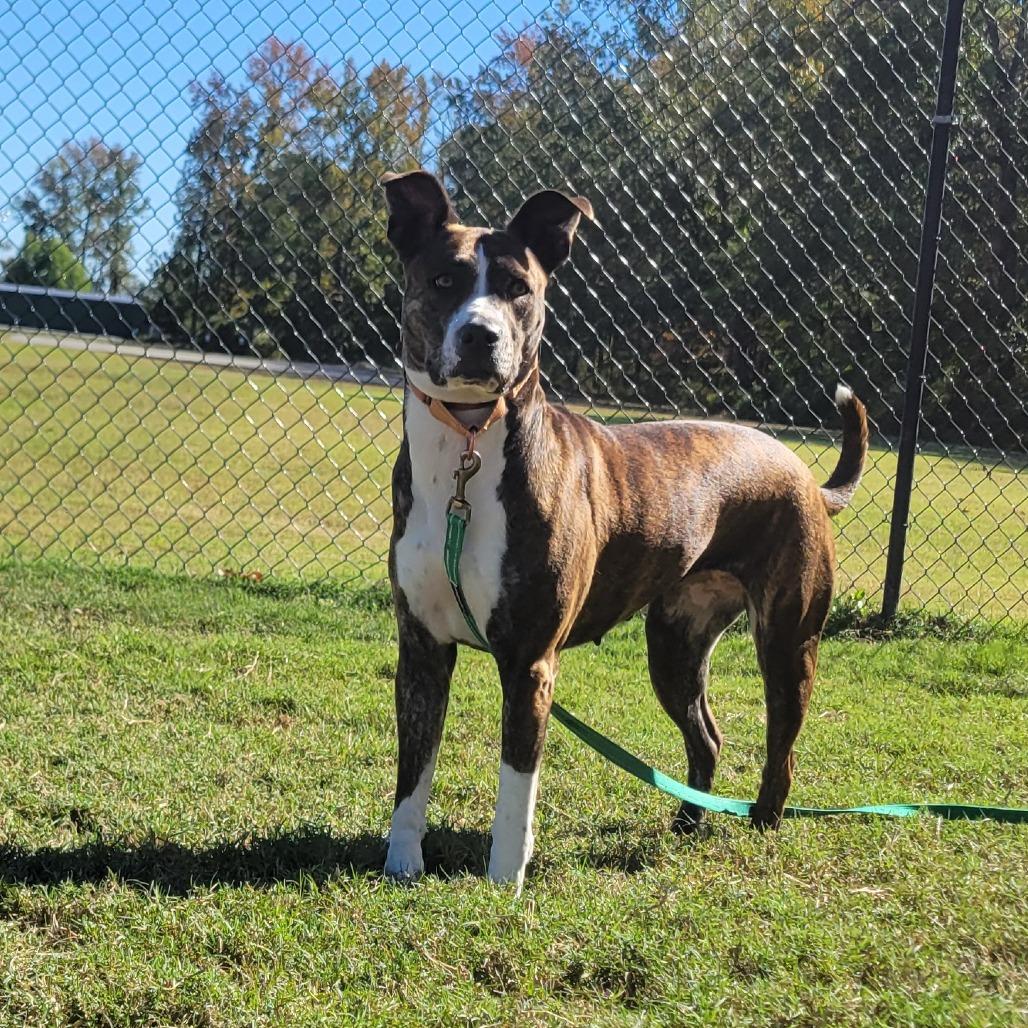 Enlarge Pop-Tart, a Adoptable mixed breed in Cabot, AR image 1/5