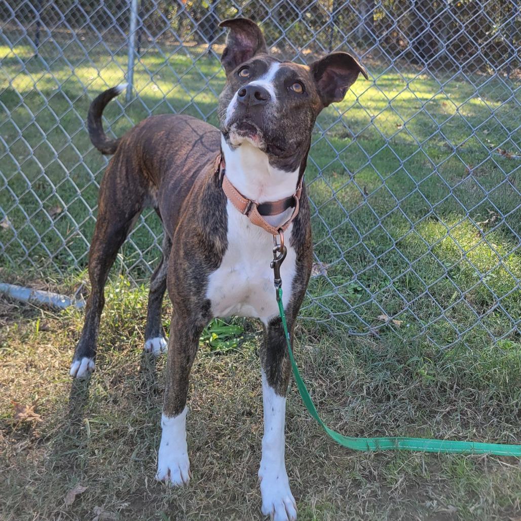 Enlarge Pop-Tart, a Adoptable mixed breed in Cabot, AR image 2/5
