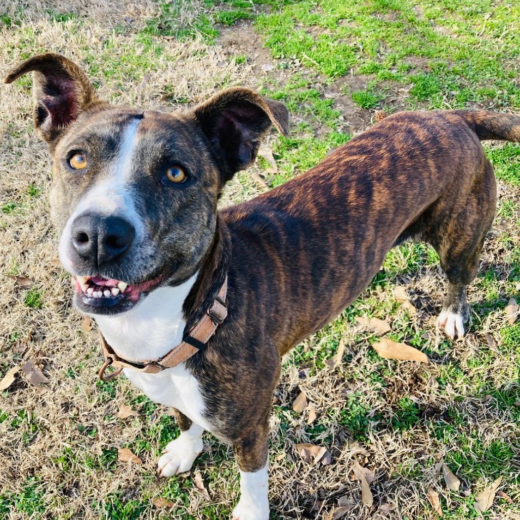 Pop-Tart, a Adoptable mixed breed in Cabot, AR image 2/6