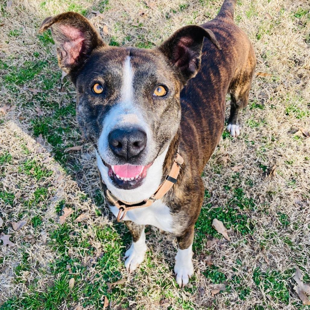 Pop-Tart, a Adoptable mixed breed in Cabot, AR image 3/6