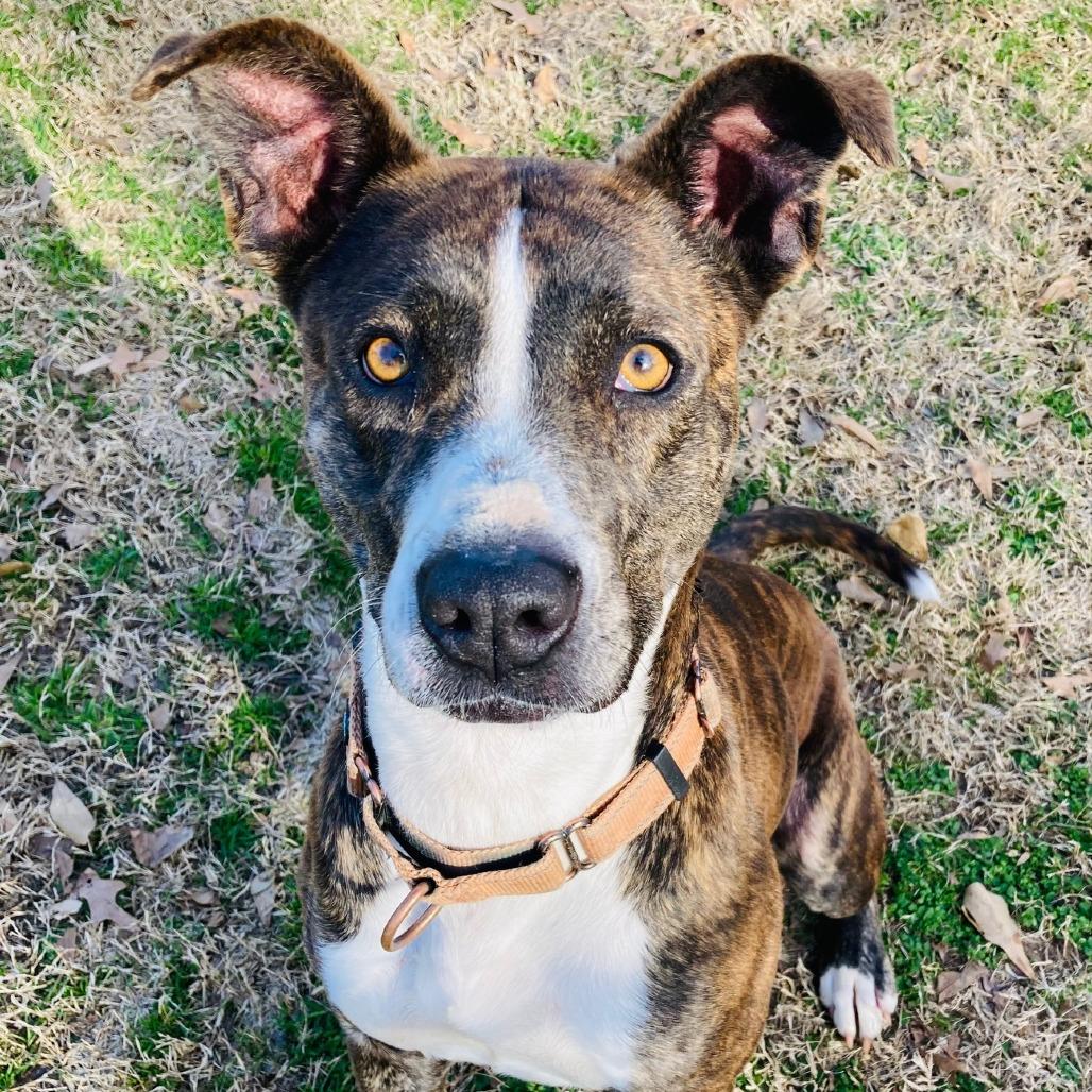 Pop-Tart, a Adoptable mixed breed in Cabot, AR image 4/6