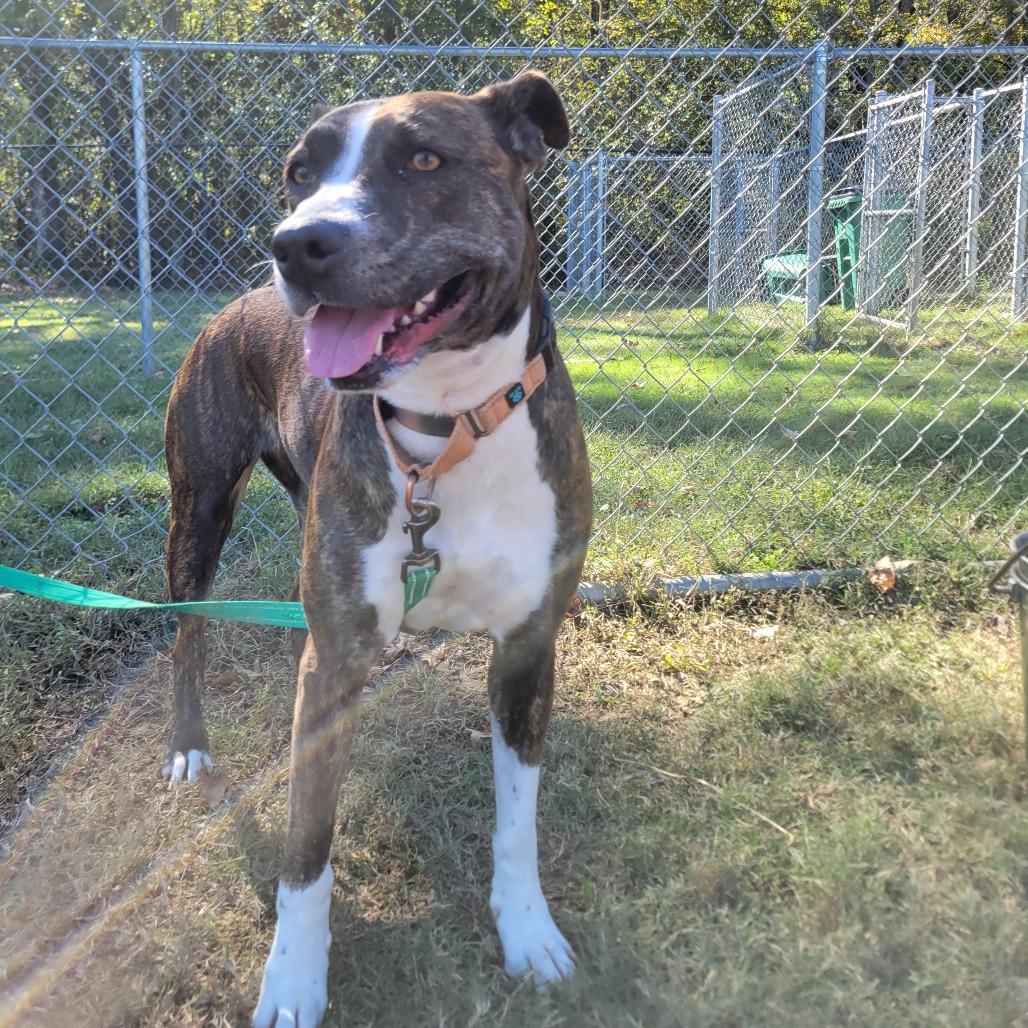 Enlarge Pop-Tart, a Adoptable mixed breed in Cabot, AR image 3/5