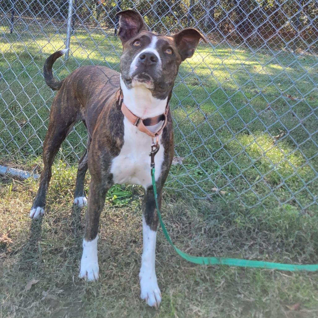 Enlarge Pop-Tart, a Adoptable mixed breed in Cabot, AR image 5/5