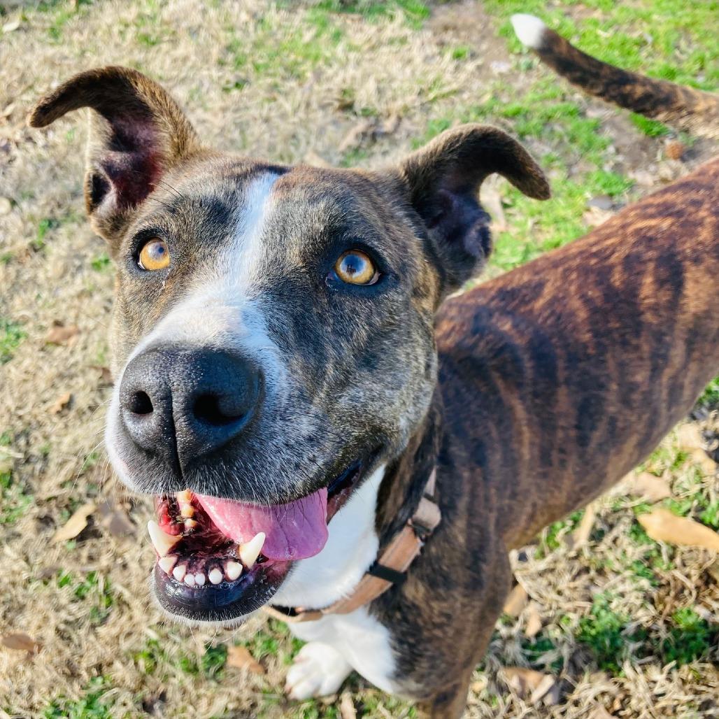 Pop-Tart, a Adoptable mixed breed in Cabot, AR image 6/6