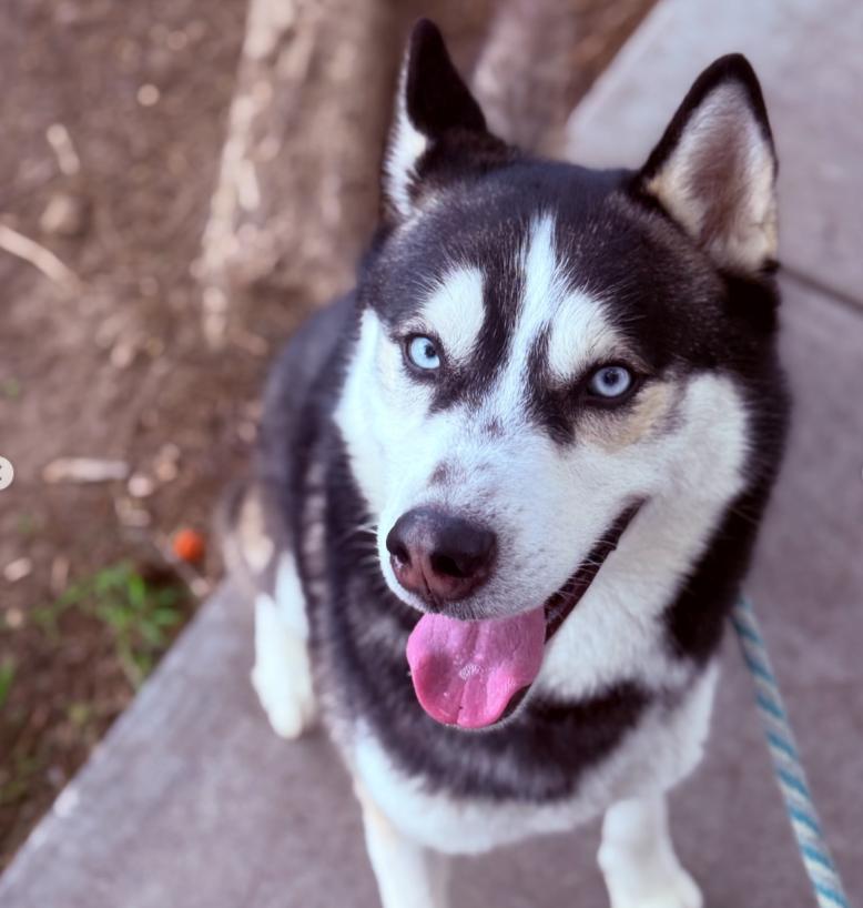 Enlarge Atlas, a ADOPTABLE Husky in TEMECULA, CA image 3/5
