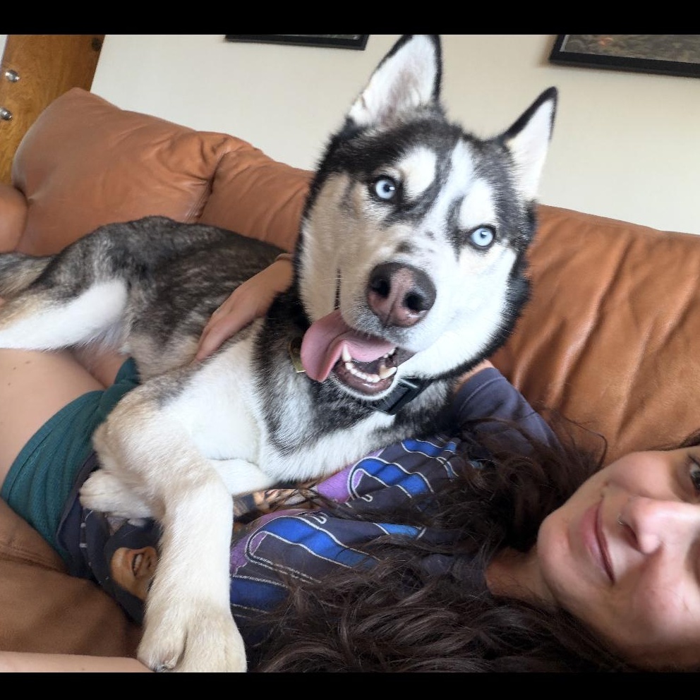 Atlas, Adoptable, Adult Male Husky.