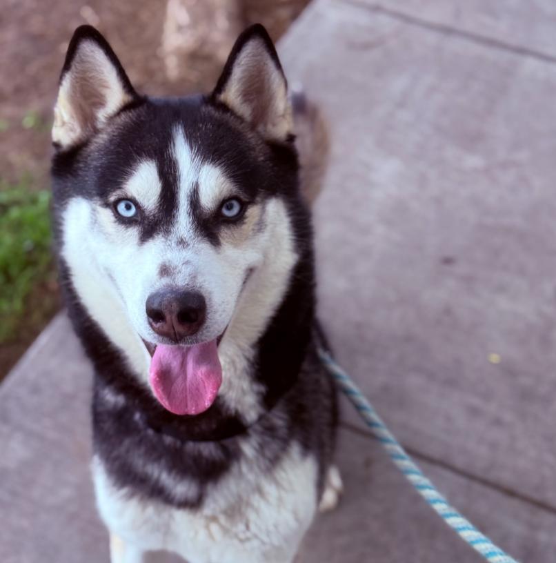 Atlas, ADOPTABLE, Adult Male Husky.