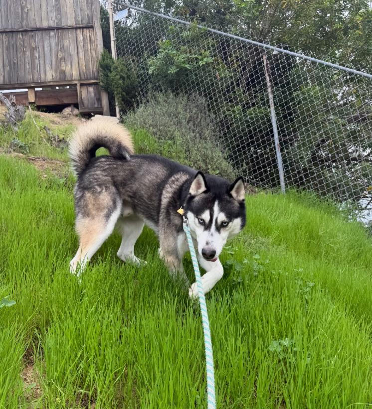 Enlarge Atlas, a ADOPTABLE Husky in TEMECULA, CA image 2/5